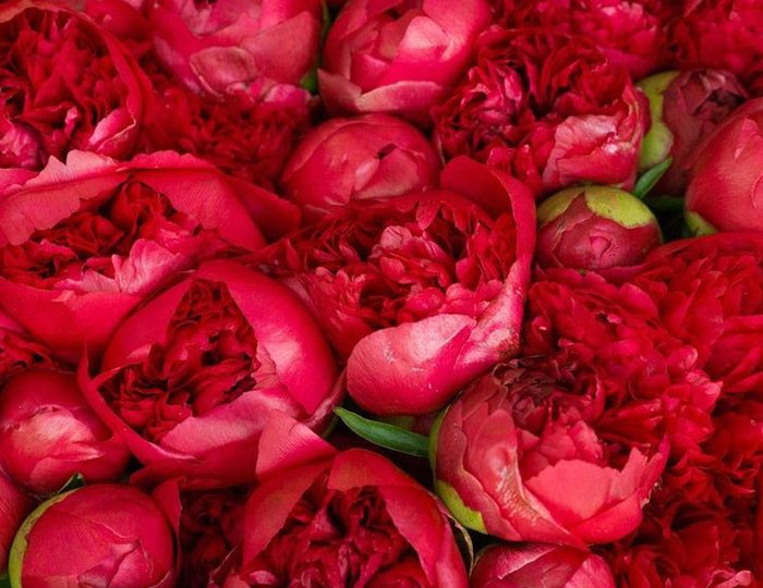 Red rose Flower Bouquet - Spree Designs